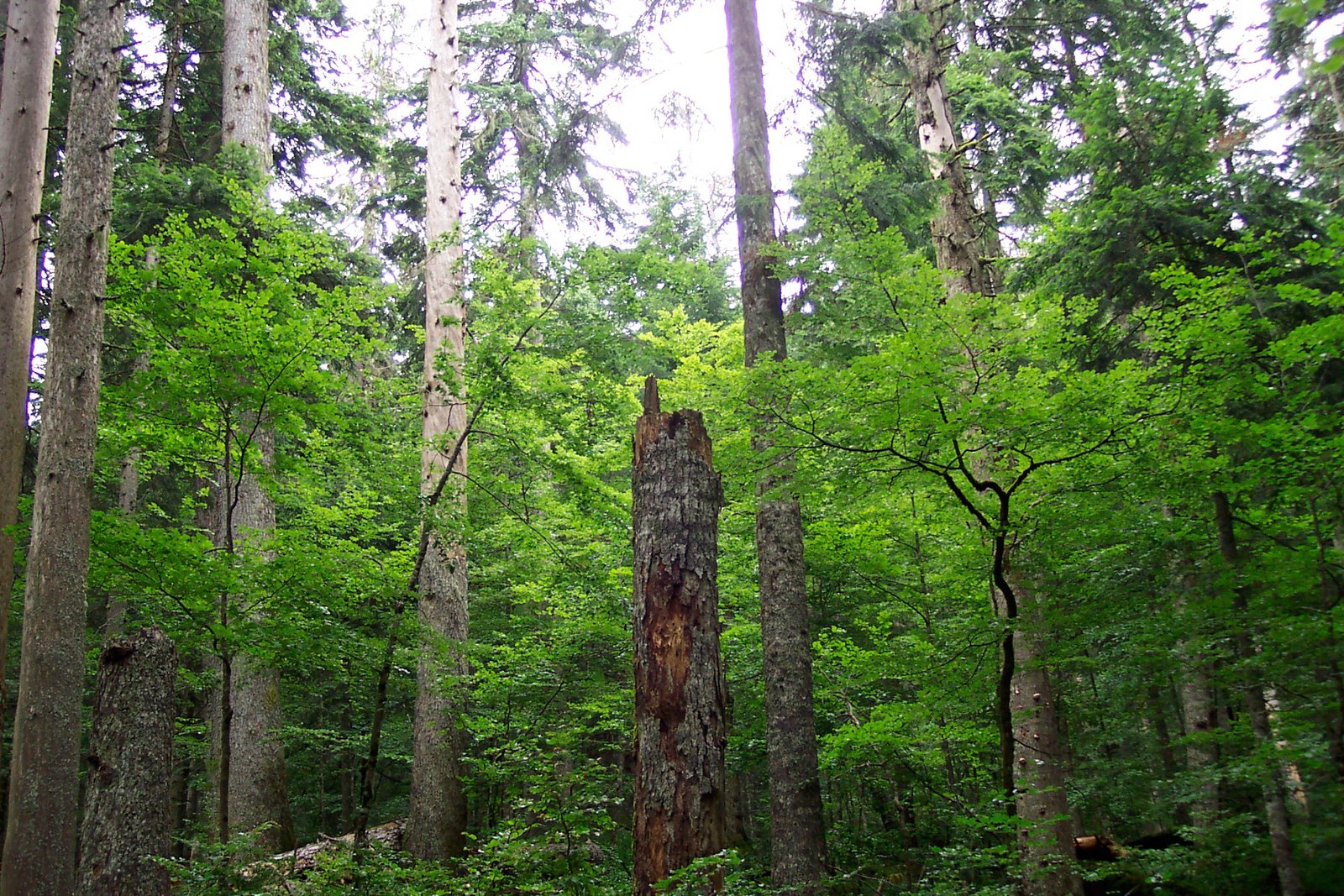 Tronco di legno morto in una foresta rigogliosa.