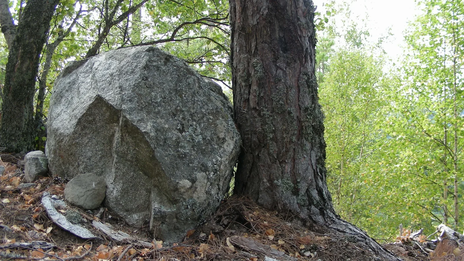 Grande masso fermato da un albero sul fianco di una montagna.