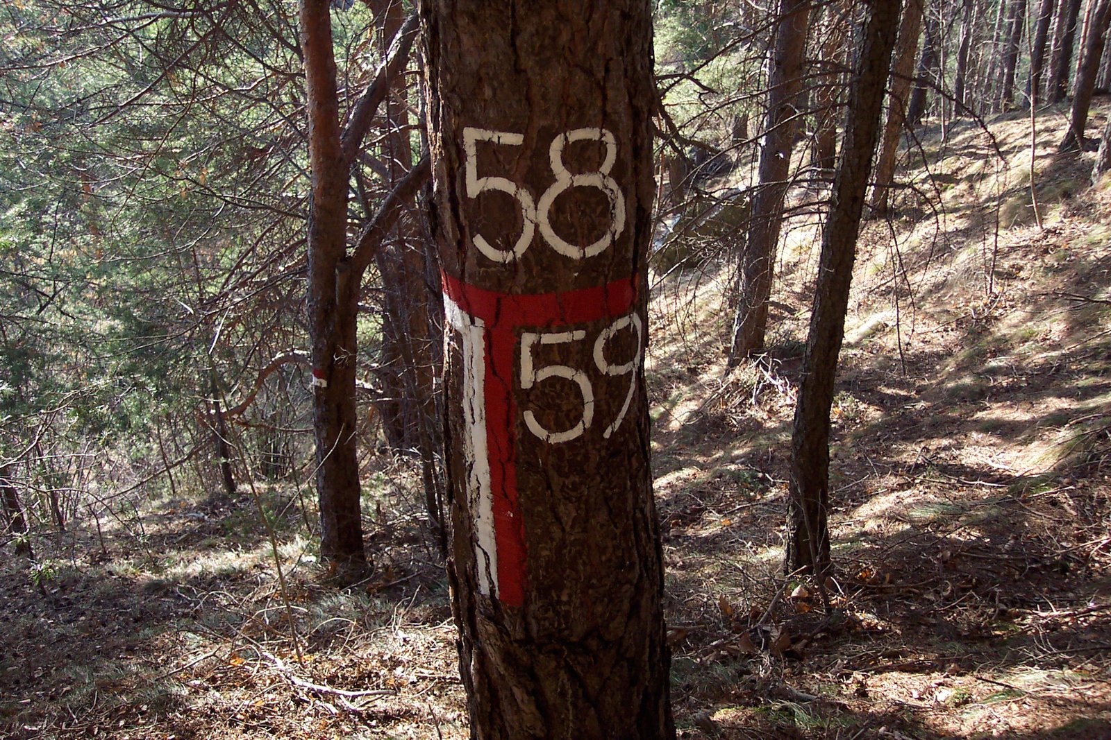 Albero marcato con numeri per la pianificazione forestale.
