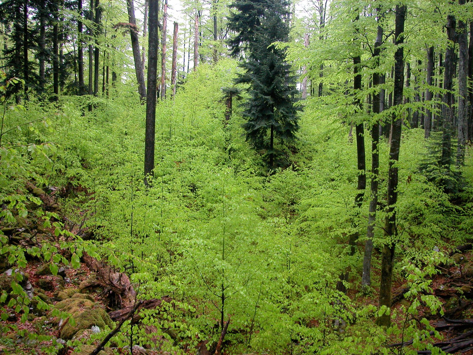 Giovani alberi che crescono fitti sul suolo della foresta.