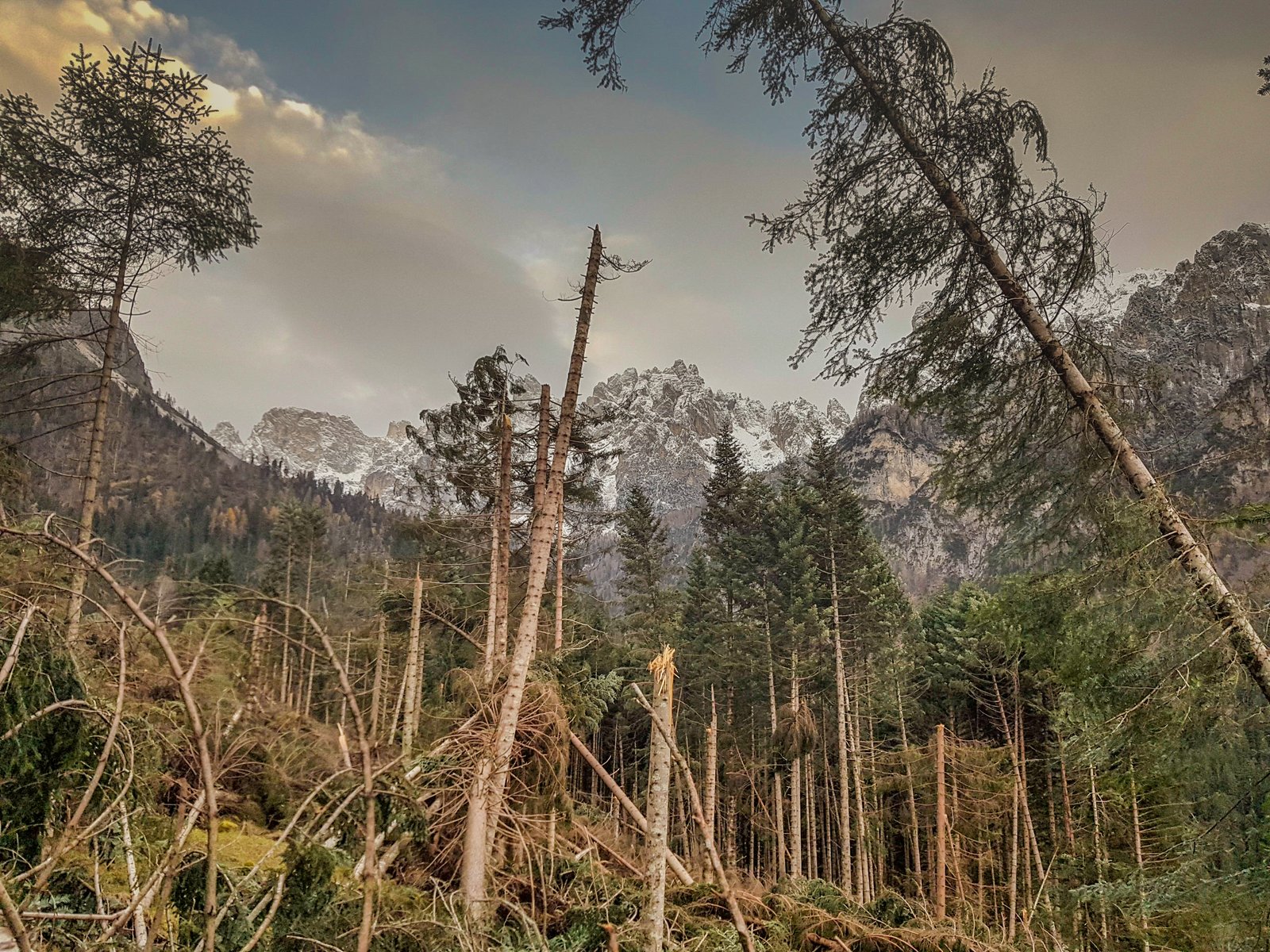 Devastazione della foresta causata dalla tempesta Vaia.