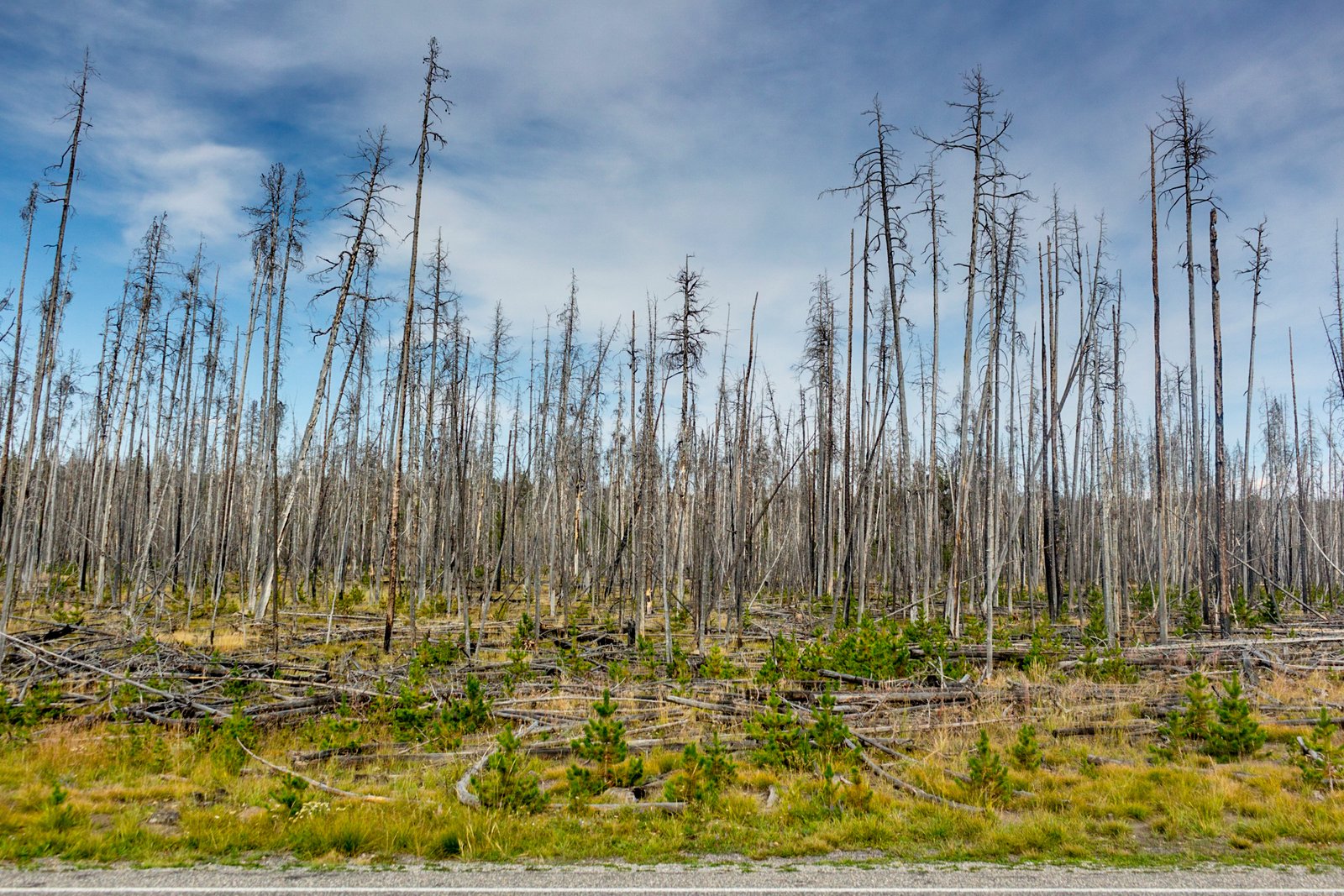 Foresta di alberi morti dopo un grande incendio.